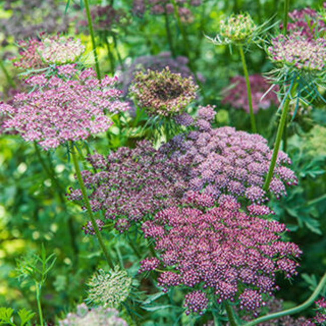 Ammi Queen Anne's Lace