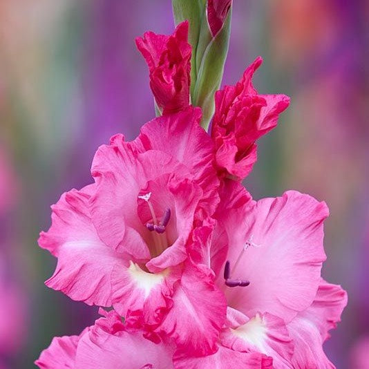Gladiolus Violet King