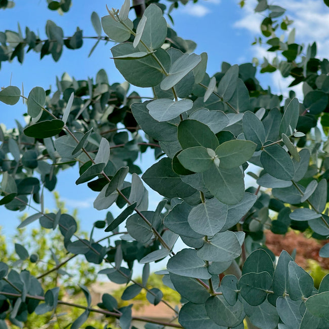 Eucalyptus Silver Dollar