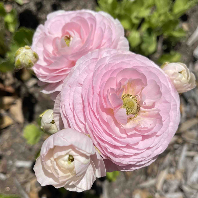 Ranunculus Pastel Pink