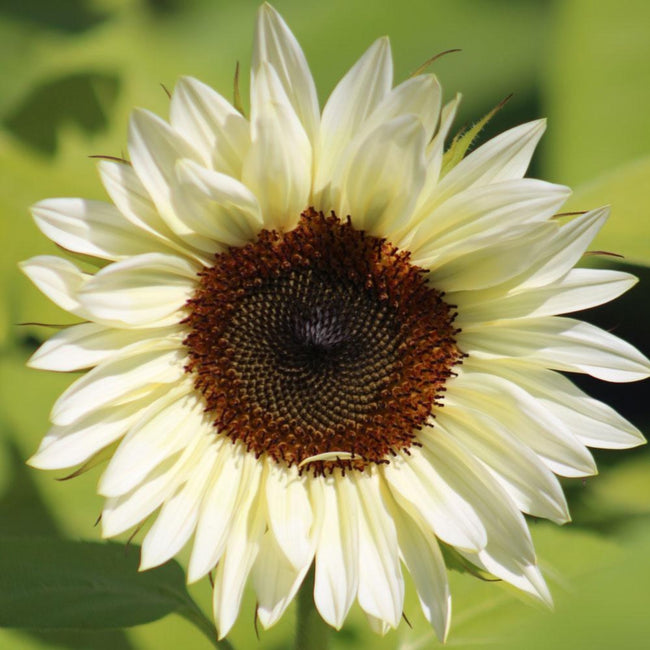 Sunflower White Nite