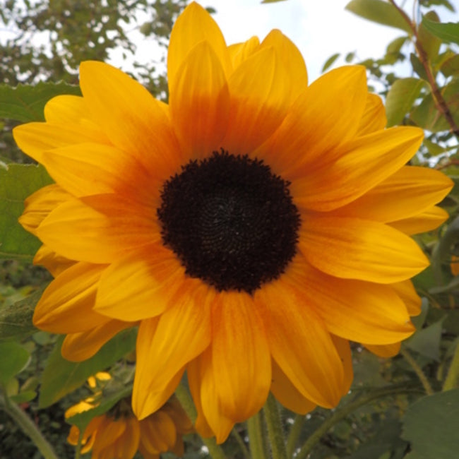 Sunflower Copper Queen