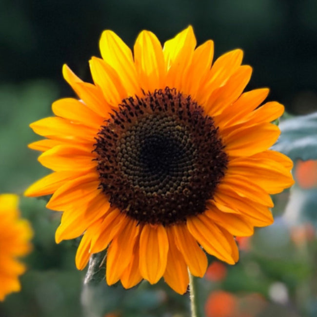 Sunflower Soraya