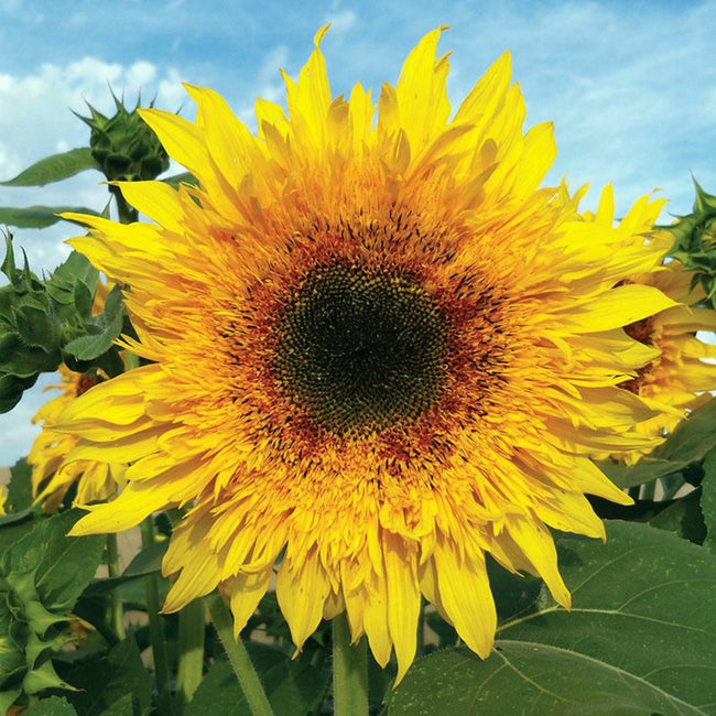 Sunflower Starburst Panache