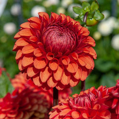 Dahlia Garden Box