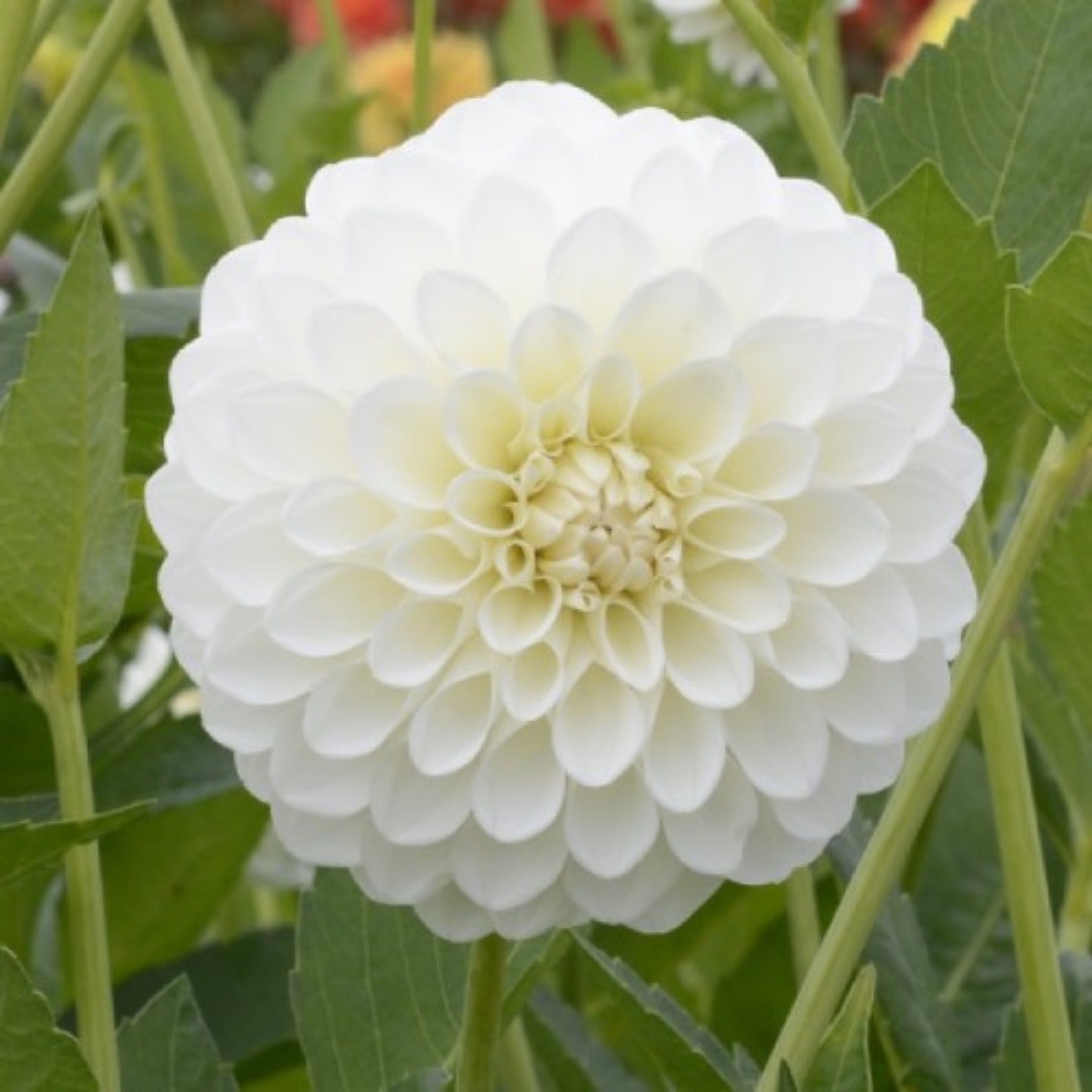 Dahlia Garden Box