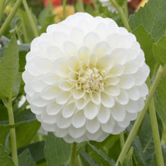 Dahlia Garden Box