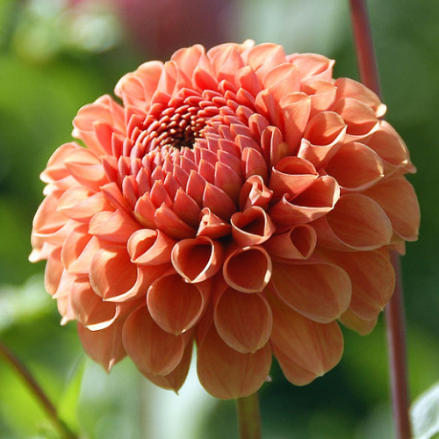 Dahlia Garden Box