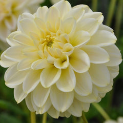 Dahlia Garden Box