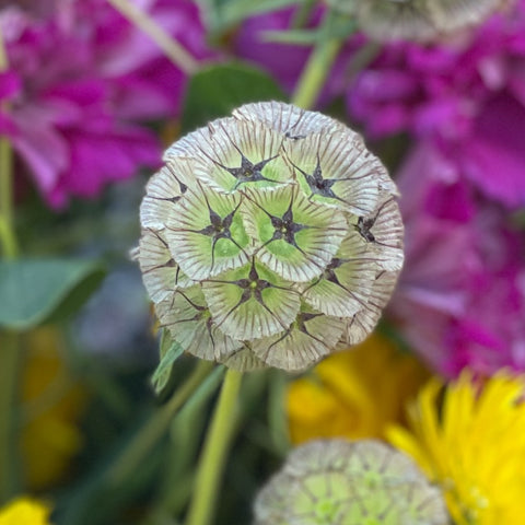 Starflower Pincushion Scabiosa Seeds
