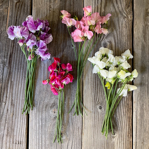 Heirloom Sweet Pea Seed Mix
