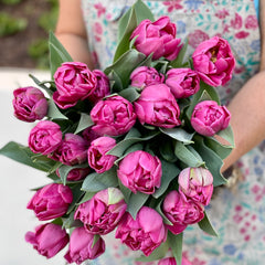 Fancy Tulips Bouquet Subscription