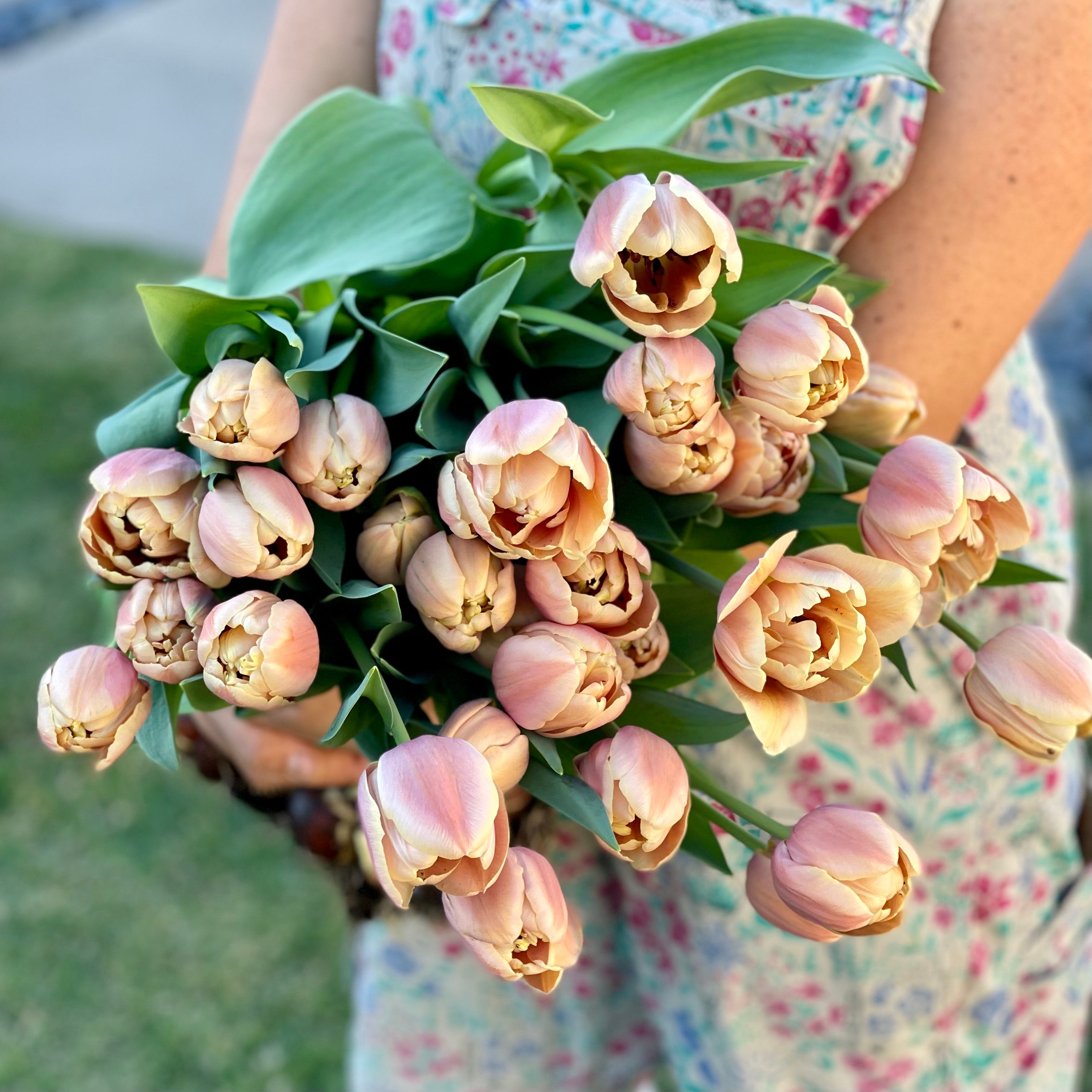 Fancy Tulips Bouquet Subscription