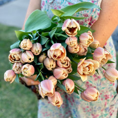 Fancy Tulips Bouquet Subscription