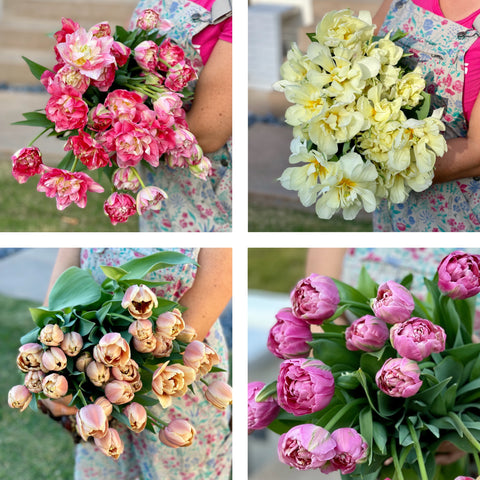 Fancy Tulips Bouquet Subscription