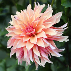 Dahlia Garden Box