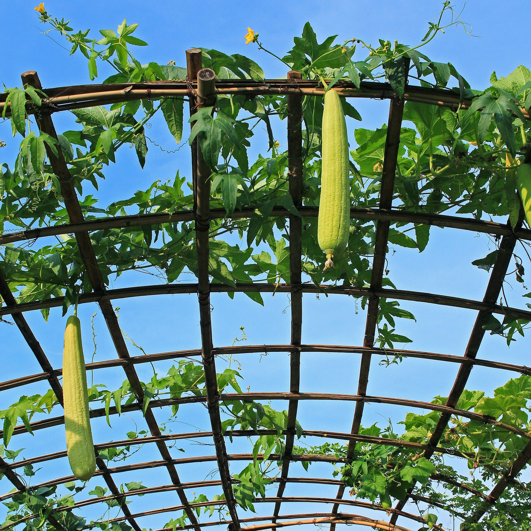 Luffa Dishcloth Gourd Seeds