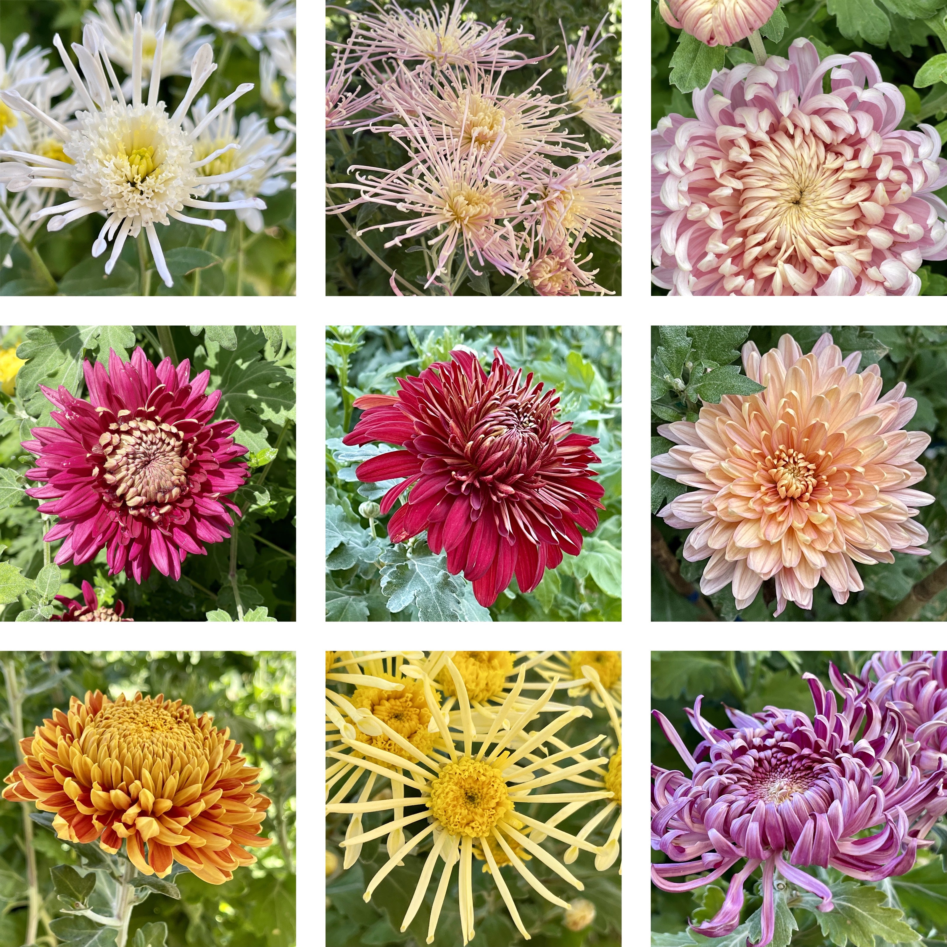 Heirloom Mum Bouquet Subscription