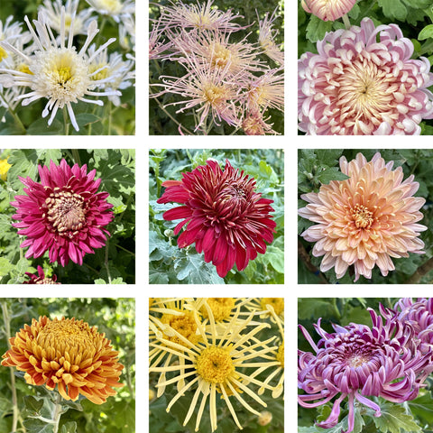 Heirloom Mum Bouquet Subscription