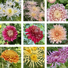 Heirloom Mum Bouquet Subscription