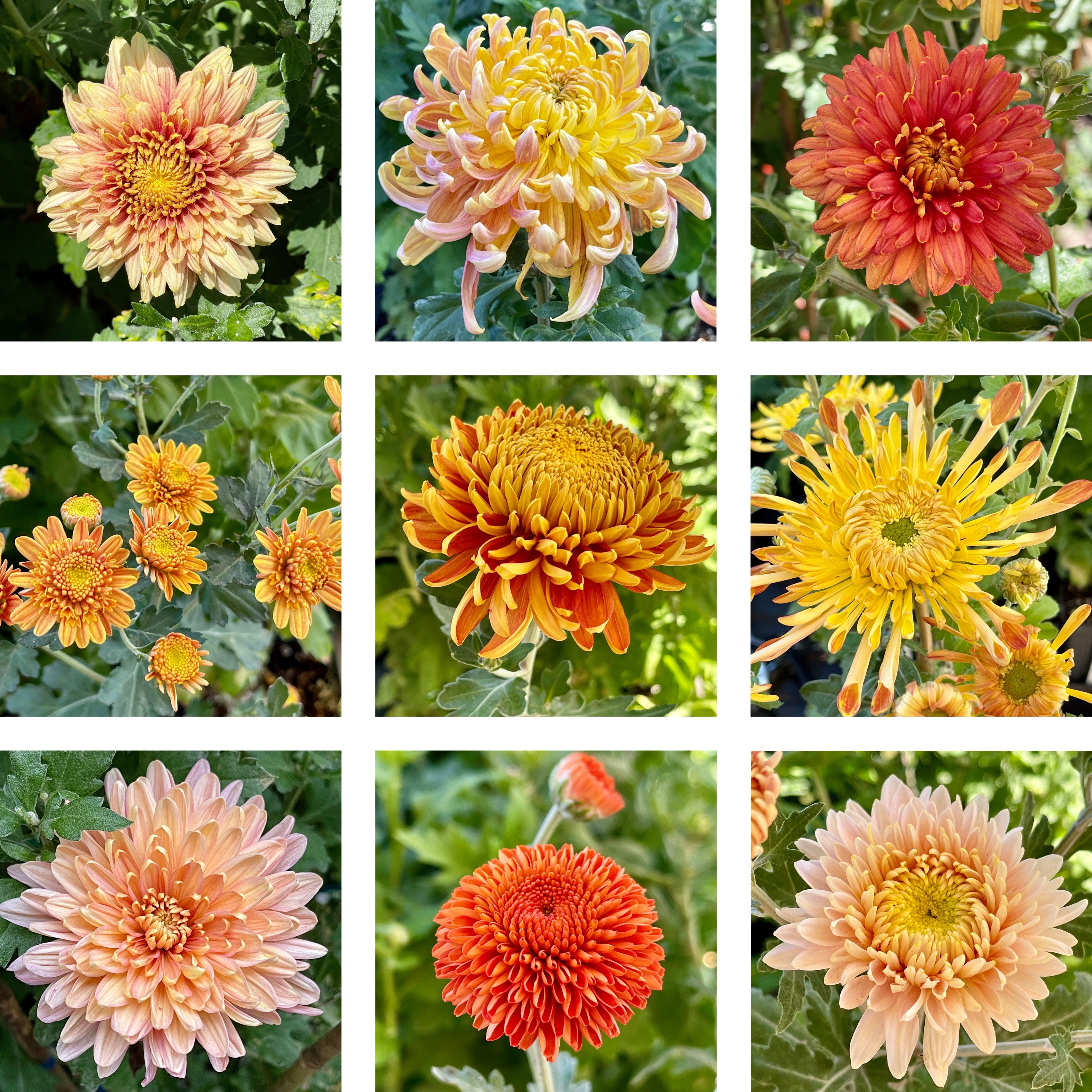 Heirloom Mum Bouquet Subscription