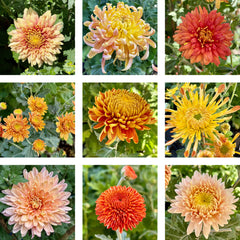 Heirloom Mum Bouquet Subscription