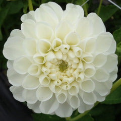 Dahlia Garden Box