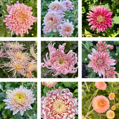 Heirloom Mum Bouquet Subscription