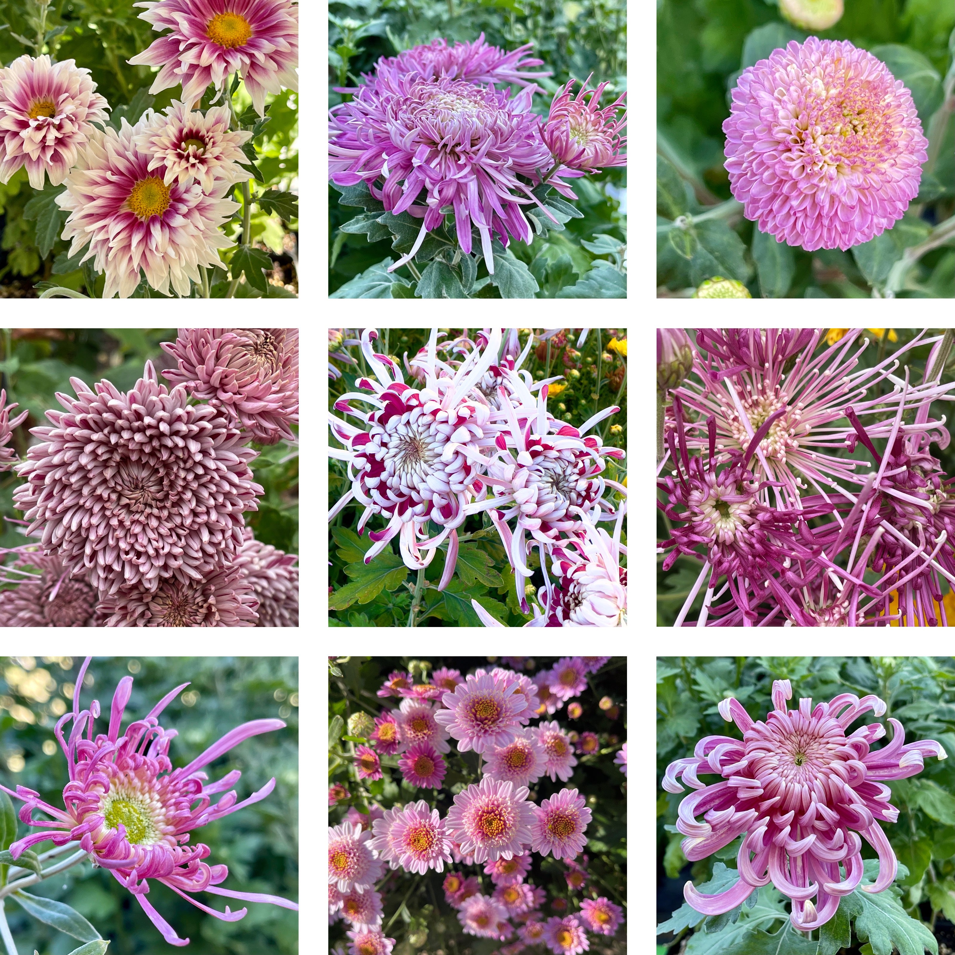 Heirloom Mum Bouquet Subscription