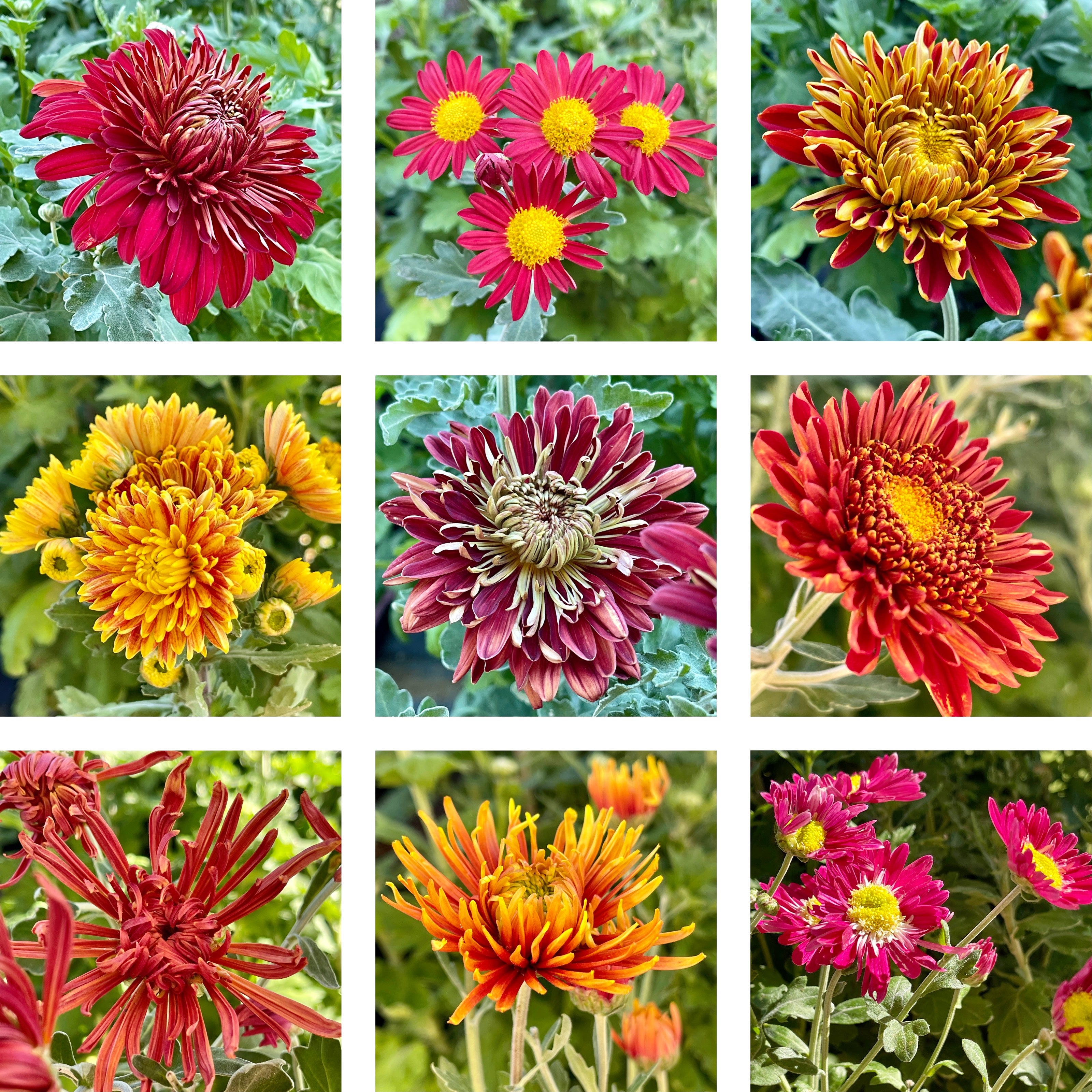 Heirloom Mum Bouquet Subscription