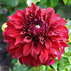 Dahlia Garden Box