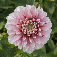 Dahlia Garden Box