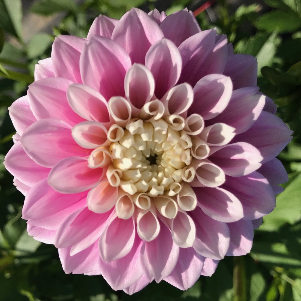 Dahlia Garden Box