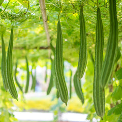 Thai Extra Long Sponge Gourd Seeds