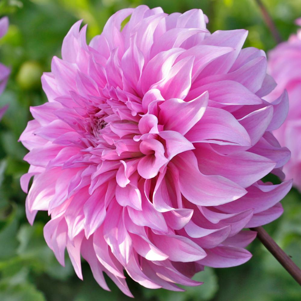 Dahlia Garden Box