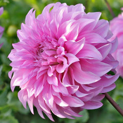 Dahlia Garden Box