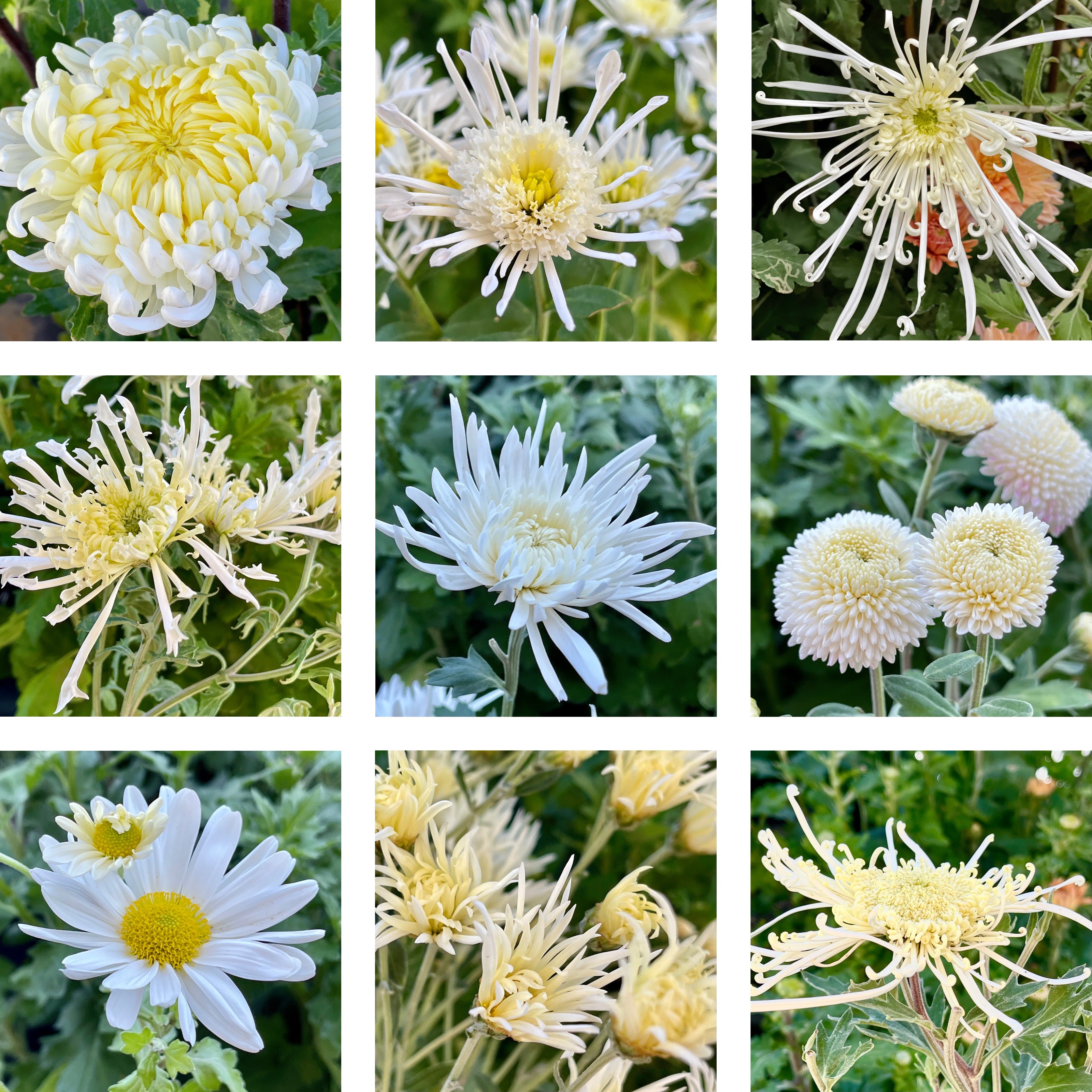 Heirloom Mum Bouquet Subscription