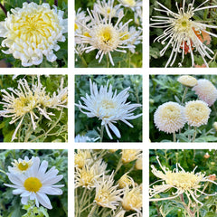 Heirloom Mum Bouquet Subscription