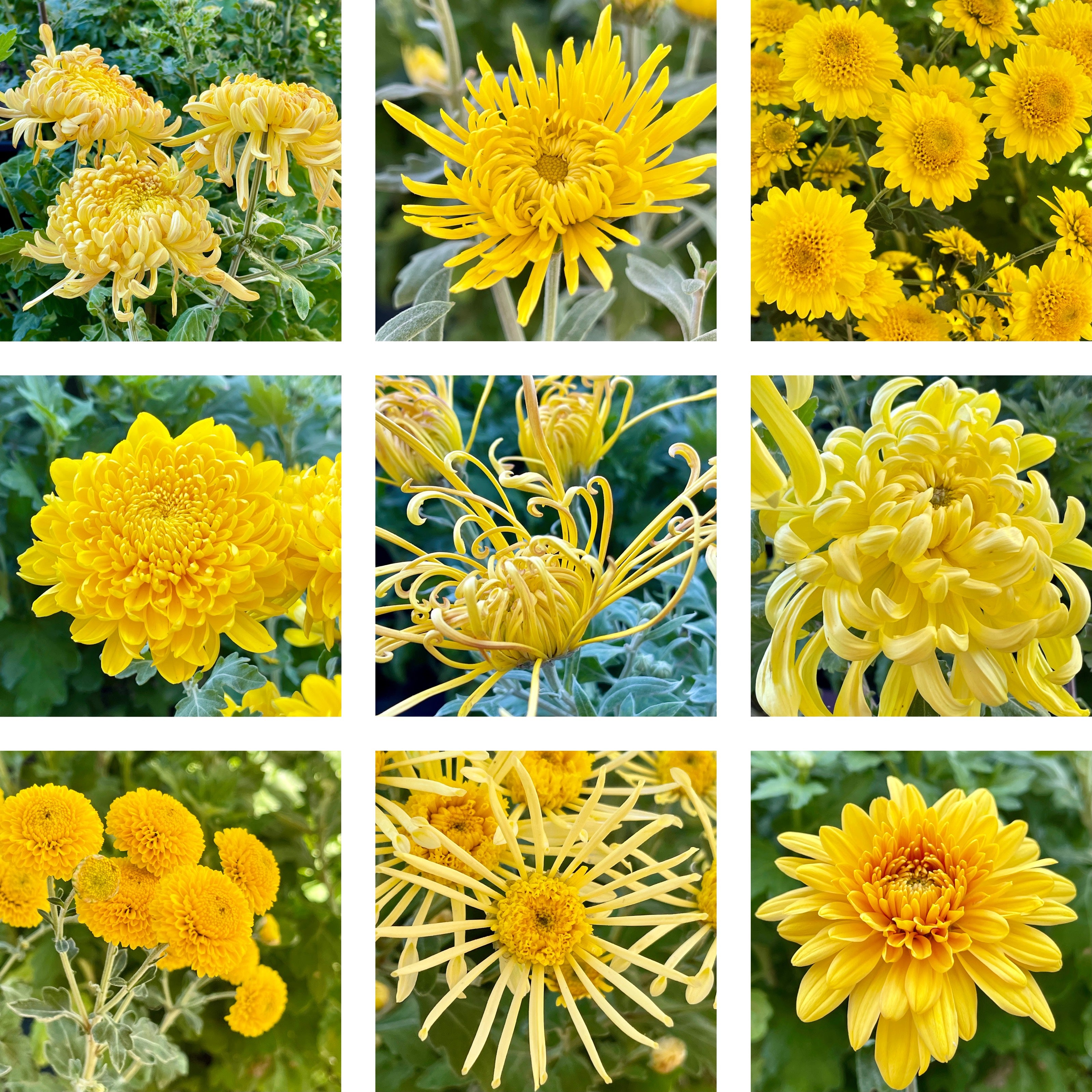 Heirloom Mum Bouquet Subscription