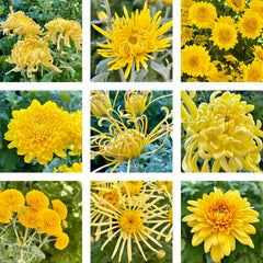 Heirloom Mum Bouquet Subscription