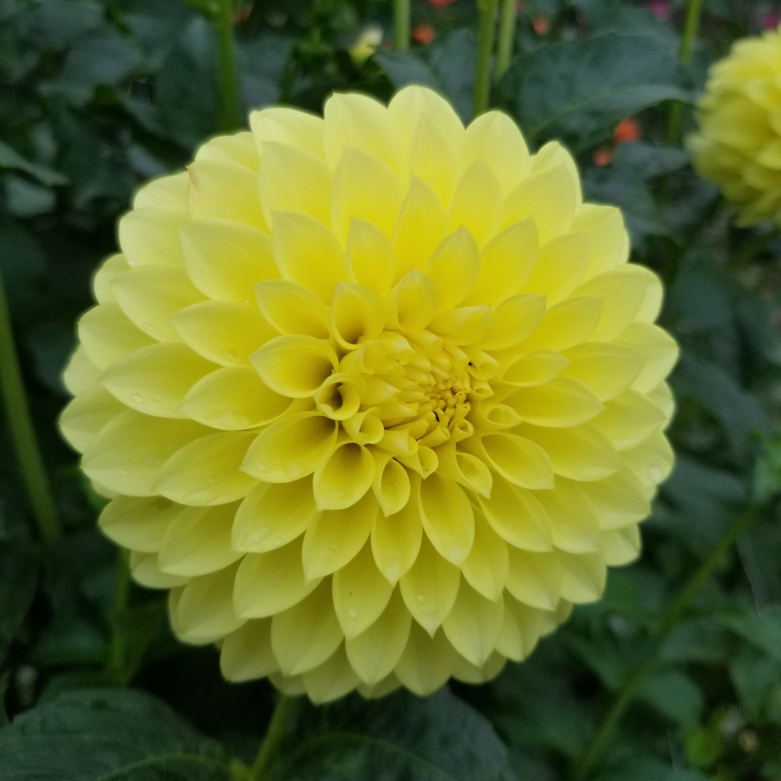 Dahlia Garden Box
