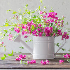 Heirloom Sweet Pea Seed Mix