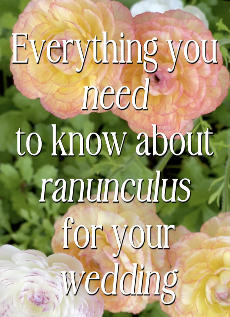 Everything You Need to Know About Ranunculus for Your Wedding