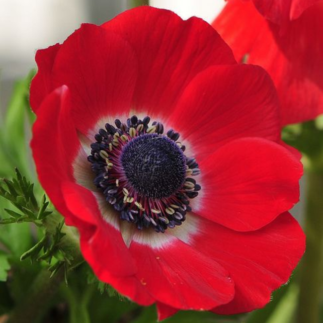 Anemone Red