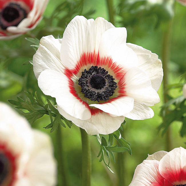 Anemone Bicolor Red