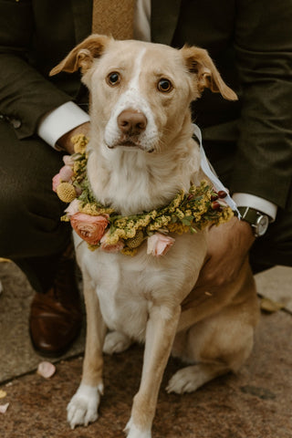 Dog Wreath