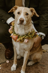 Dog Wreath