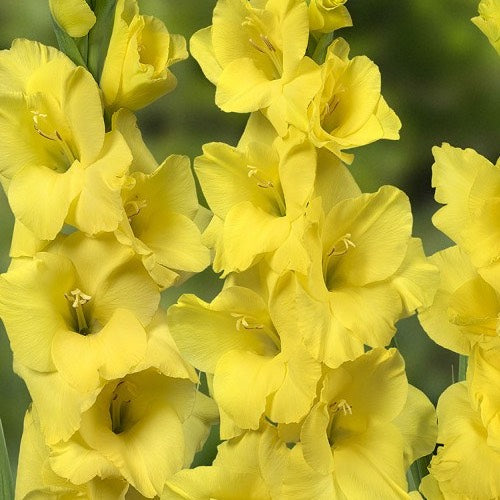 Gladiolus Yellowa