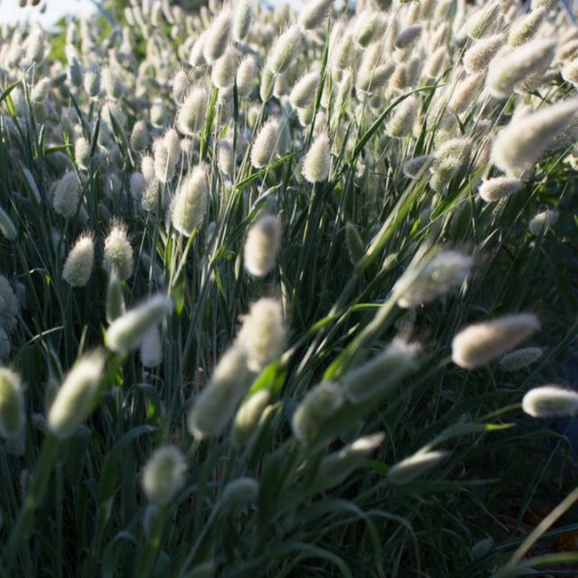 Grass Bunny Tails