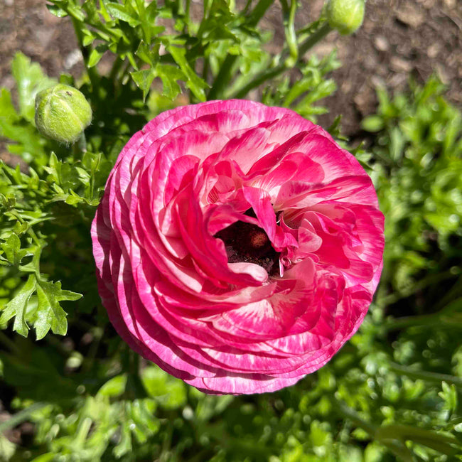 Ranunculus Pink Picotee